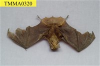 藏品(臺灣大蹄鼻蝠)的圖片